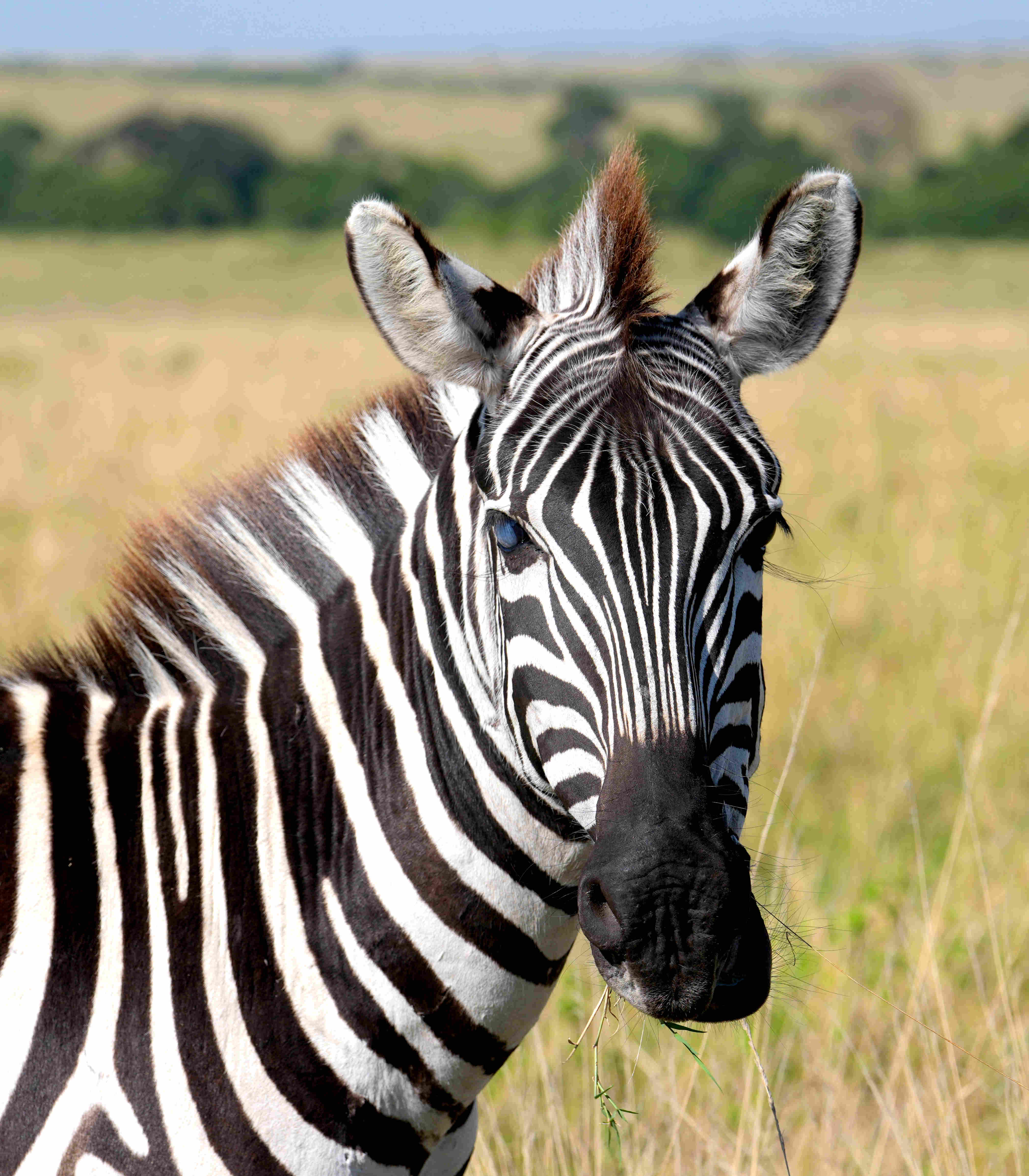 Blind Zebra
