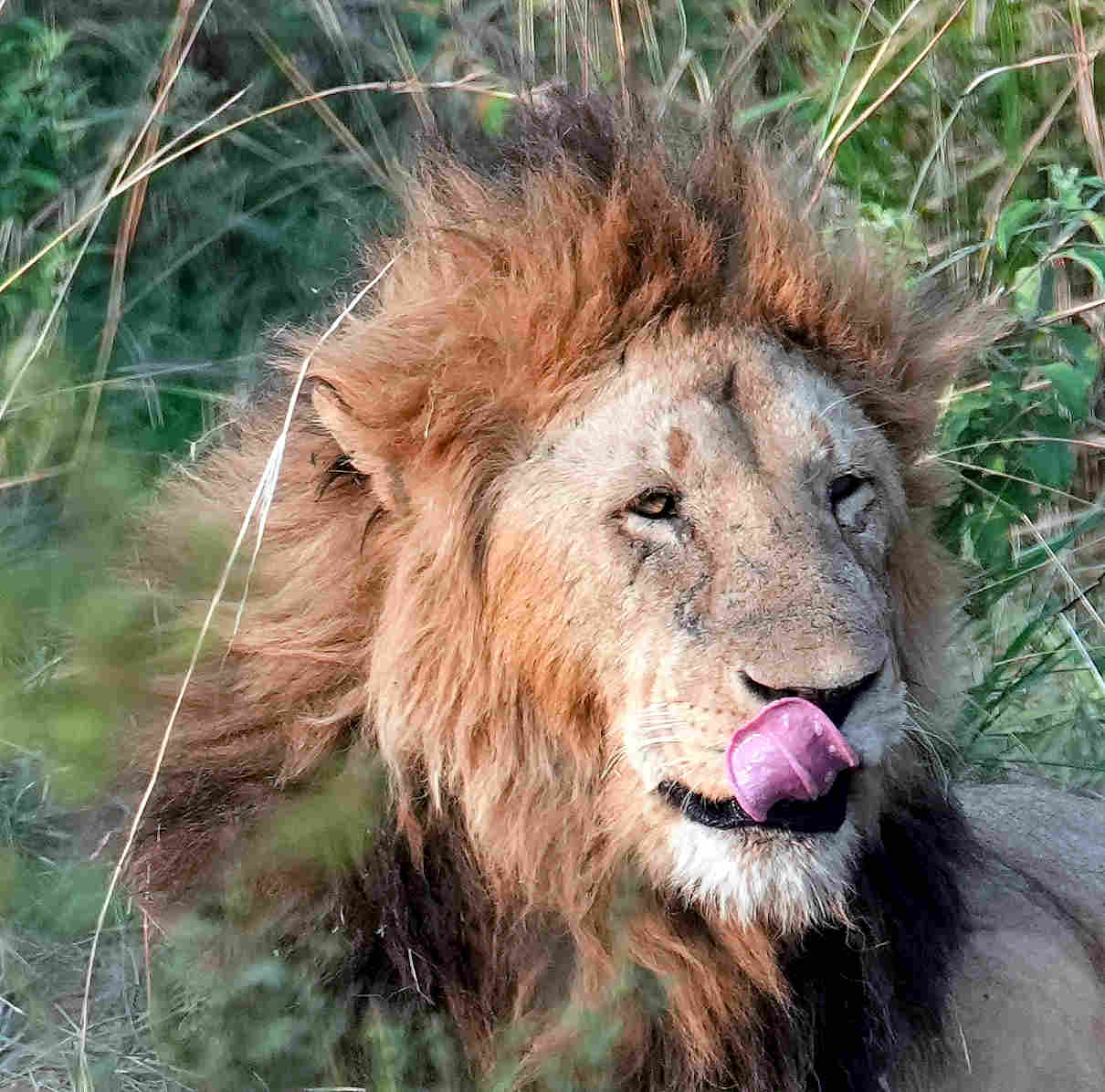 Lion